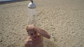 Young man showering on beach Royalty Free Stock Photo