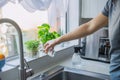 Close up Young Man watering home gardening on the kitchen windowsill. Pots of herbs with basil and watercress sprouts. Home