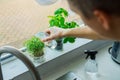 Close up Young Man watering home gardening on the kitchen windowsill. Pots of herbs with basil and watercress sprouts. Home
