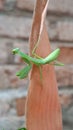 Close-Up of Young Mantis on Brown Bamboo Leaf Royalty Free Stock Photo