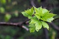 Close-up of young maple leaves with rain drops. The symbol of the spring awakening of nature Royalty Free Stock Photo