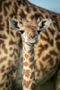 Close-up of young Masai giraffe by mother Royalty Free Stock Photo