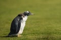 Close up of a young molting gentoo penguin Royalty Free Stock Photo