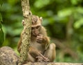 Close Up Of A Young Monkey In Thailand