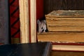 Close-up the young mouse lurked between the old books on the shelf in the library.