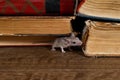 Close-up the young mouse sniffs the old book on the shelf in the library.