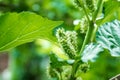 Close up young mulberry on branch , super fruit growing in garden home. Royalty Free Stock Photo