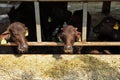 Close up young murrah buffaloes in stable Royalty Free Stock Photo