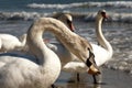 Close up of an young mute swan eating bread slice Royalty Free Stock Photo