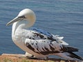 Close-up of a young northern gannet Morus bassanus on the offshore island of Helgoland, Germany