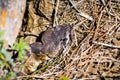 Close up of young Northern Pacific Rattlesnake (Crotalus oreganus oreganus) head peeking from under a rock on a sunny day, south