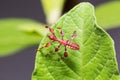 Young leaf insect Phyllium westwoodi