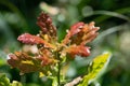 Close-up of a young oak tree with leaves sprouting from the ground. The new young leaves are reddish in color. The plant and the Royalty Free Stock Photo