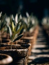 Close Up of a Young Olive Tree Sapling in a Pot Rows of Olive Trees in the Background Royalty Free Stock Photo