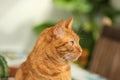 Close-up of young orange domestic cat looking to the right