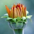 Close up of a young orange flower