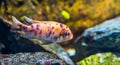 Close up of a young orange with purple spotted cichlid, tropical juvenile fish, popular aquarium pet