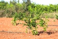 Close-up of a young orange tree in the field Royalty Free Stock Photo