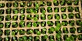 Close up young orchids seedlings plant in the nursery Royalty Free Stock Photo
