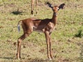 Very alert Juvenile Oribi antelope looking to camera