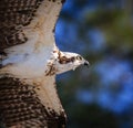 Close up of young Osprey Royalty Free Stock Photo