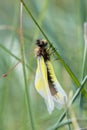 Young owly sulphur - libelloides coccajus - on a grass on a cold morning