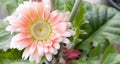 Close up of a young pale pink Gerber daisy with a blurred out background.