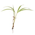 close-up of young palm tree plant isolated Royalty Free Stock Photo