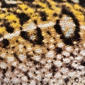 Close-up of THE SKIN Young Panther Chameleon skin, Furcifer pardalis