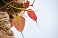 Young Peepal leaves  or Ficus religiosa leaves on a branch Royalty Free Stock Photo