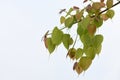 Young Peepal leaves  or Ficus religiosa leaves on a branch Royalty Free Stock Photo