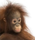 Close-up of a young pensive Bornean orangutan, Pongo pygmaeus