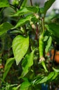 Close-up of a young pepper plant with one ripe green pepper