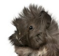 Close-up of young Peruvian guinea pig