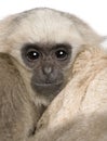 Close-up of Young Pileated Gibbon, 1 year , Hylobates Pileatus