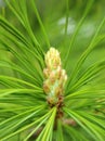 Close-up young pine cone in springtime Royalty Free Stock Photo