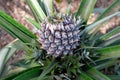 Close up of a young pineapple. The pineapple Ananas comosus is a tropical plant with an edible fruit and the most economically si