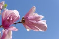 Close up of young pink magnolia flowers against a clear blue sky. Royalty Free Stock Photo