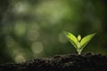 Close-up young plant growing in the soil concept save nature or agriculture on soft green tree background Royalty Free Stock Photo