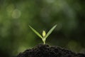 Close-up young plant growing in the soil concept save nature or agriculture on soft green tree background Royalty Free Stock Photo