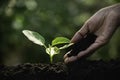 Close-up young plant growing in the soil concept save nature or agriculture on soft green tree background Royalty Free Stock Photo