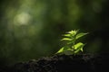 Close-up young plant growing in the soil concept save nature or agriculture on soft green tree background Royalty Free Stock Photo