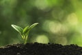 Close-up young plant growing in the soil concept save nature or agriculture on soft green tree background Royalty Free Stock Photo