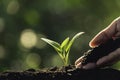 Close-up young plant growing in the soil concept save nature or agriculture on soft green tree background Royalty Free Stock Photo