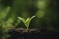 Close-up young plant growing in the soil concept save nature or agriculture on soft green tree background Royalty Free Stock Photo