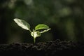 Close-up young plant growing in the soil concept save nature or agriculture on soft green tree background Royalty Free Stock Photo