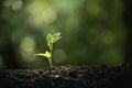 Close-up young plant growing in the soil concept save nature or agriculture on soft green tree background Royalty Free Stock Photo