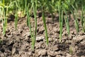 Young green onion seedlings in the garden