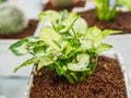 Young plant in the pot on blur background Royalty Free Stock Photo