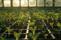 Close-up of young plant seedlings in a greenhouse, illuminated by the soft glow of the sunrise Royalty Free Stock Photo